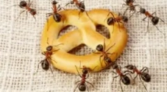 Зошто се појавуваат и каде мравките доаѓаат од станот?